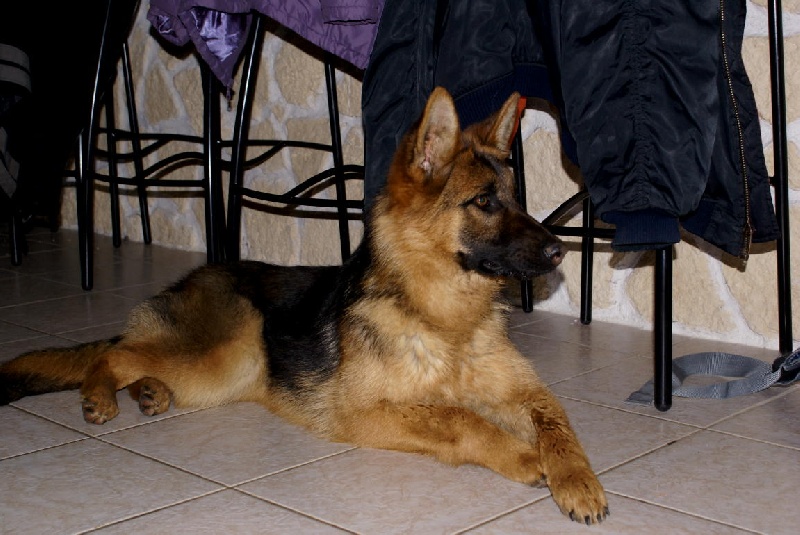 Darka